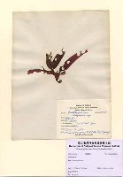 藏品(Halymenia sp.)的圖片